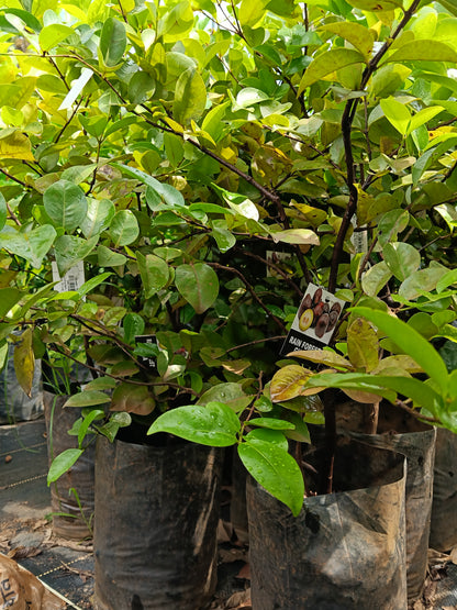 Rainforest Guava Fruit Plant