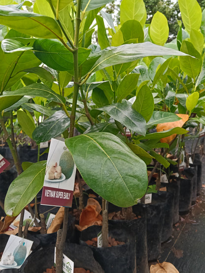 Vietnam Early Jackfruit Grafted Fruit Plant