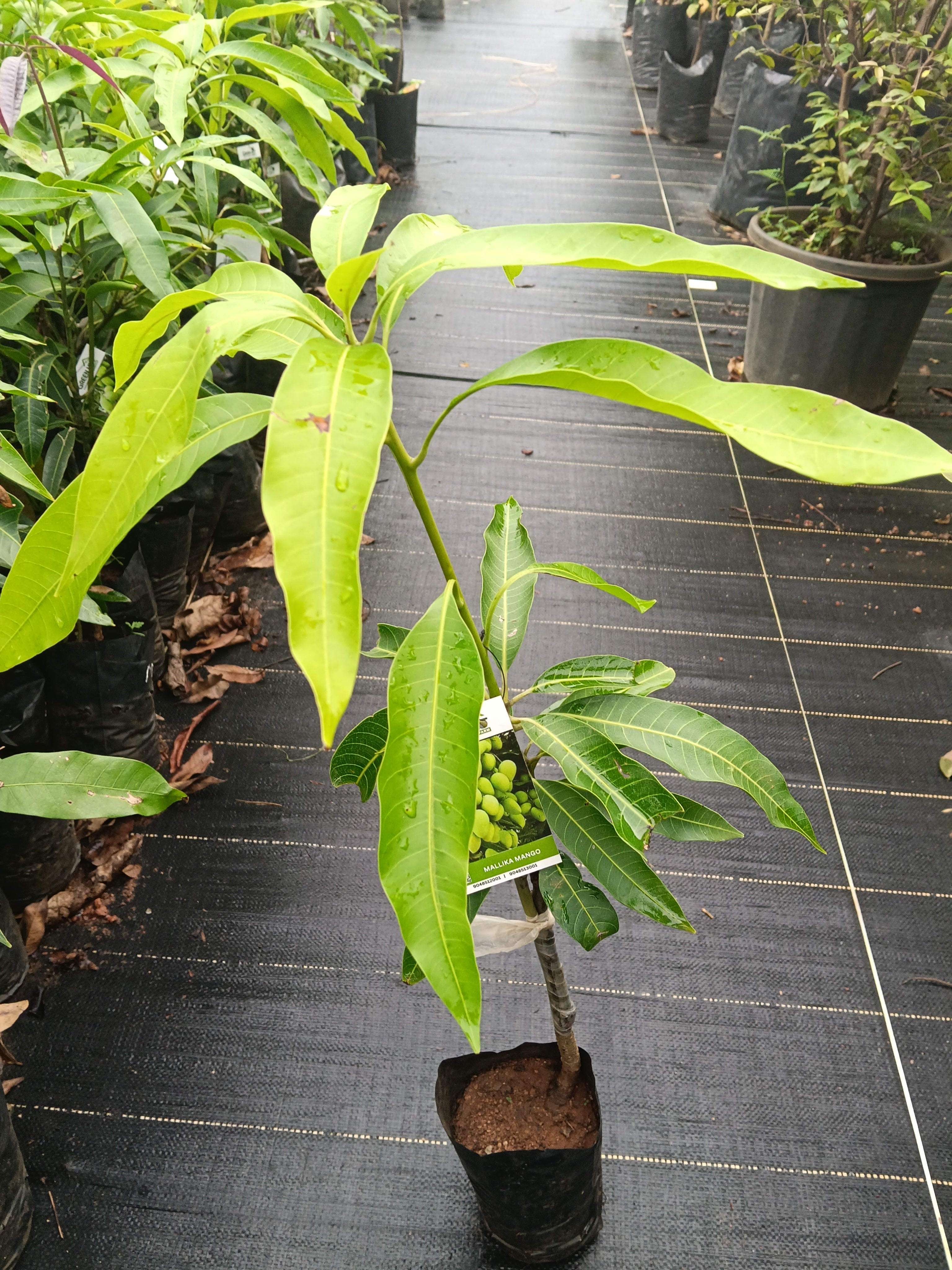 Mallika Mango