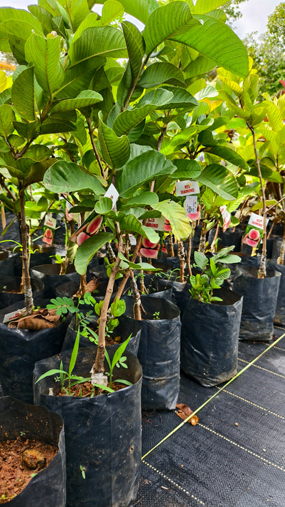 Red Diamond Guava Fruit Plant