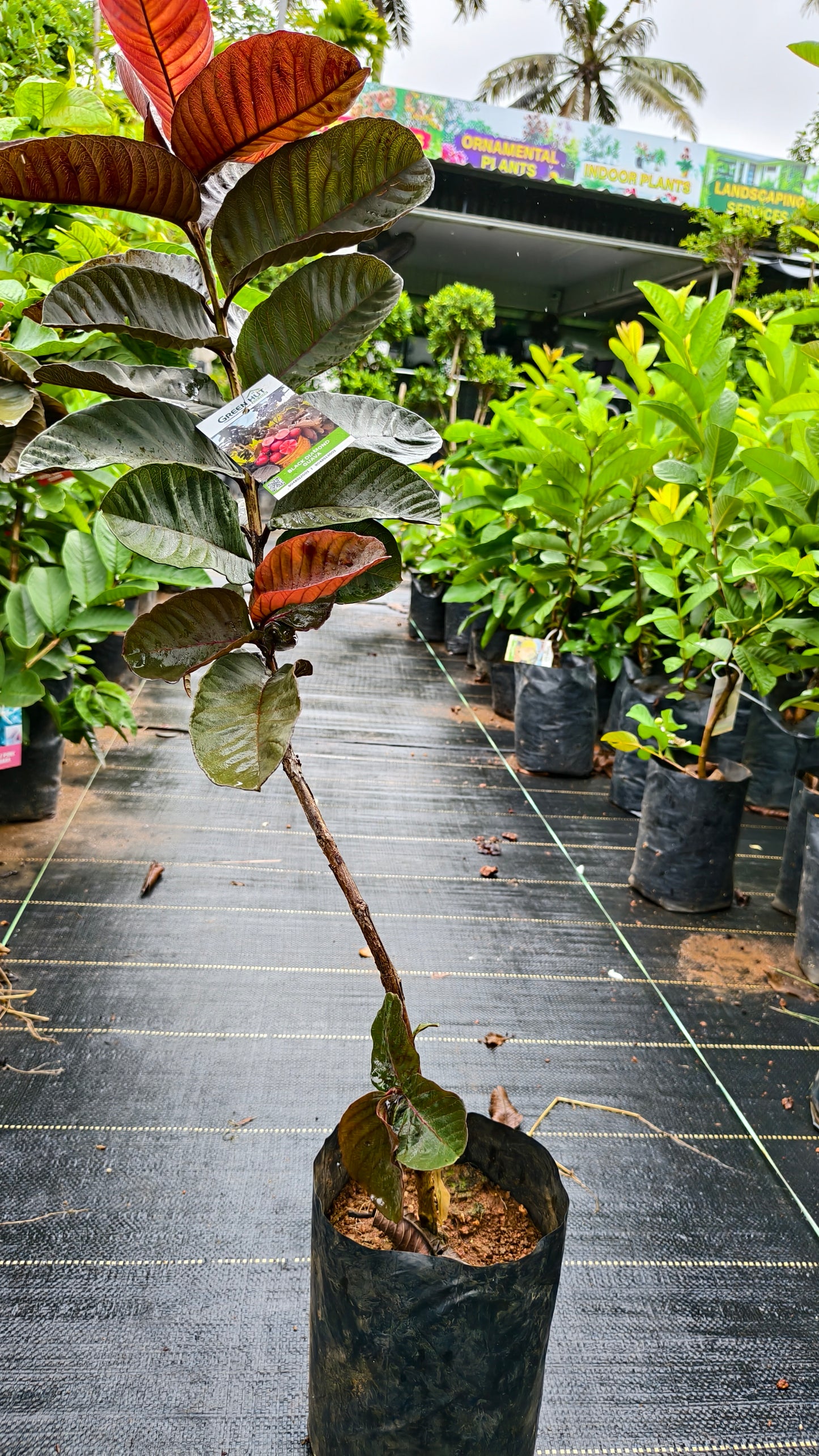 Black Diamond Guava Fruit Plant