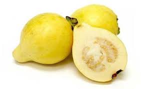 Egyptian Guava Fruit Plant