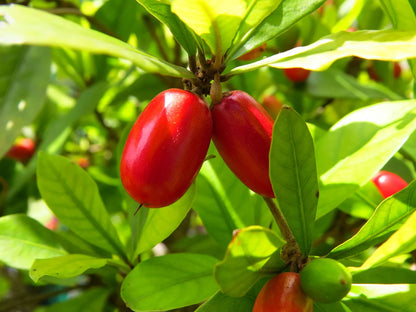 Miracle Fruit Fruit Plant