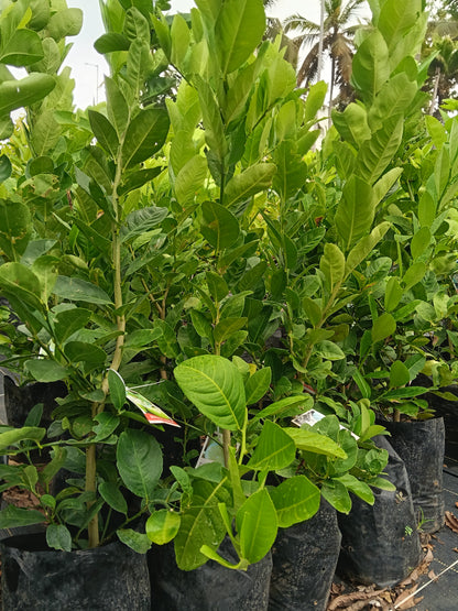 Seedless Lemon Fruit Plant