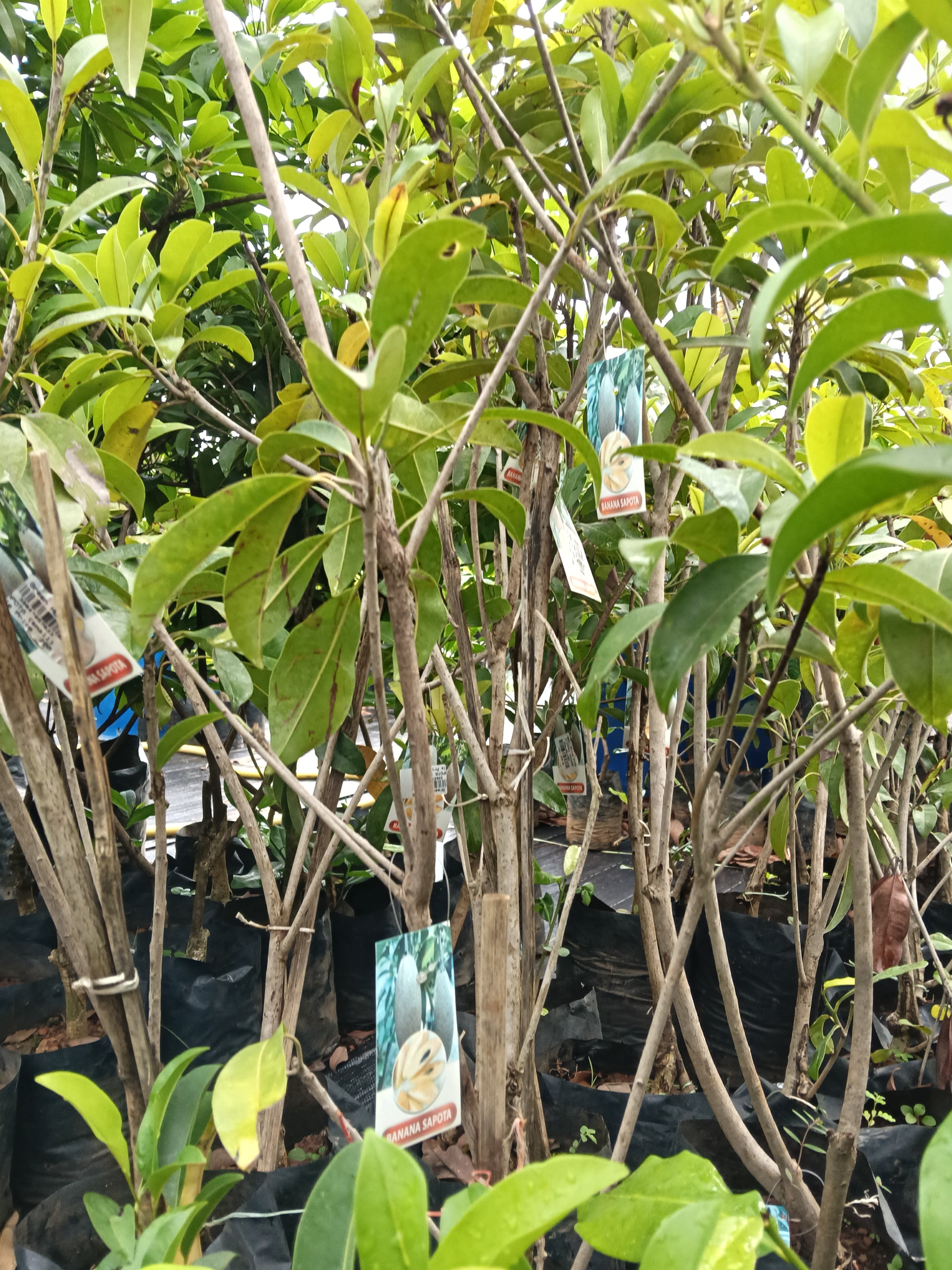 Banana Sapote