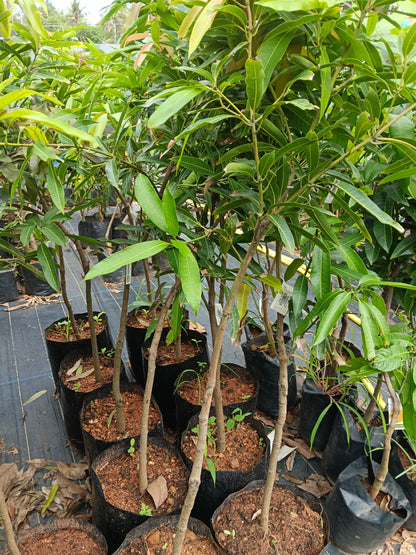 Suvarnarekha Mango Grafted Fruit Plant