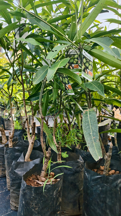 Kalapadi Mango Grafted Fruit Plant
