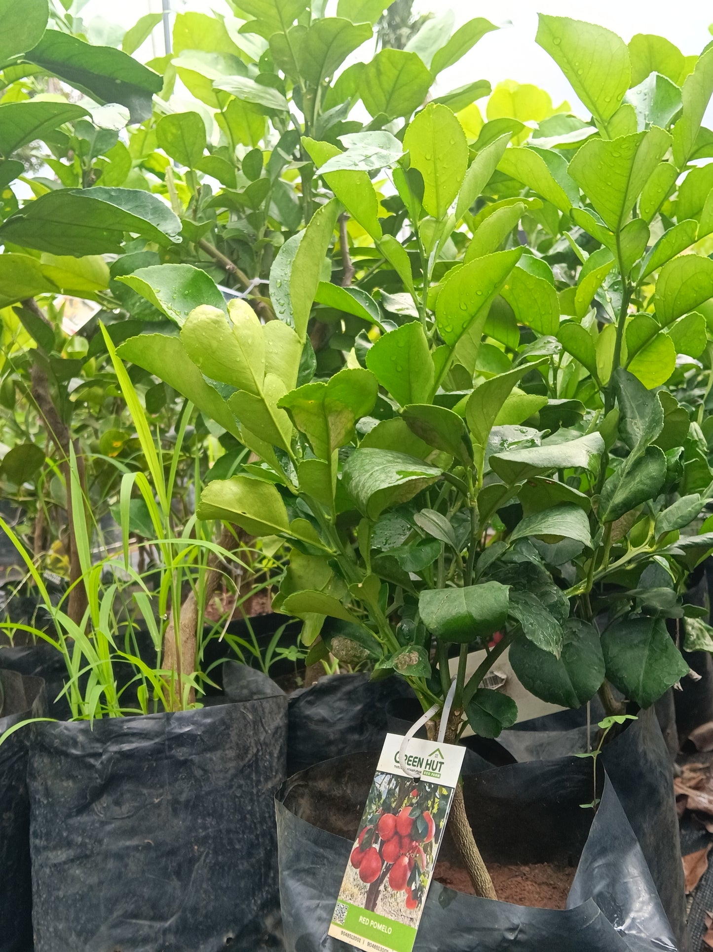 Red Pomelo Fruit Plant