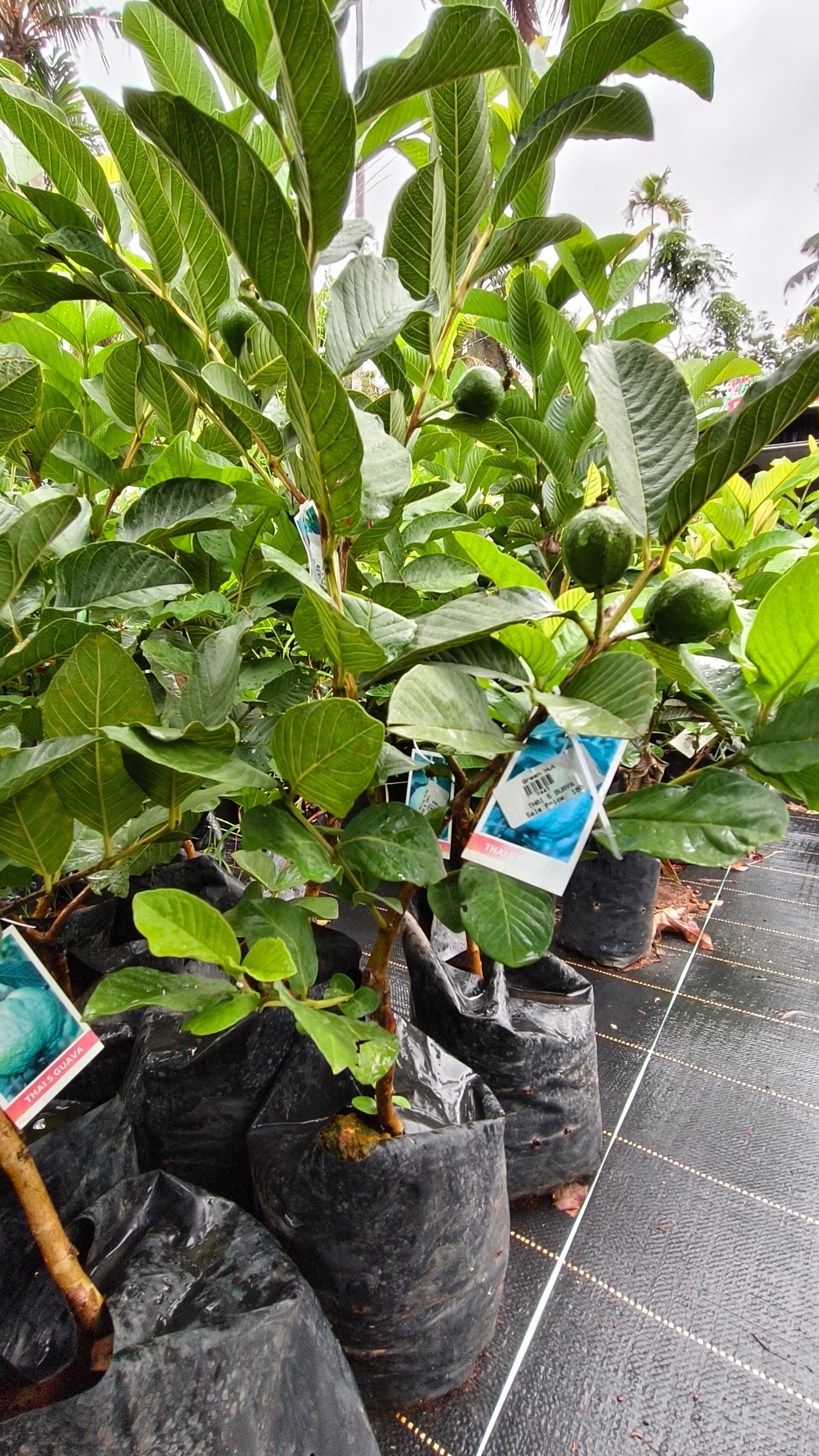 Thai 5 Guava Fruit Plant