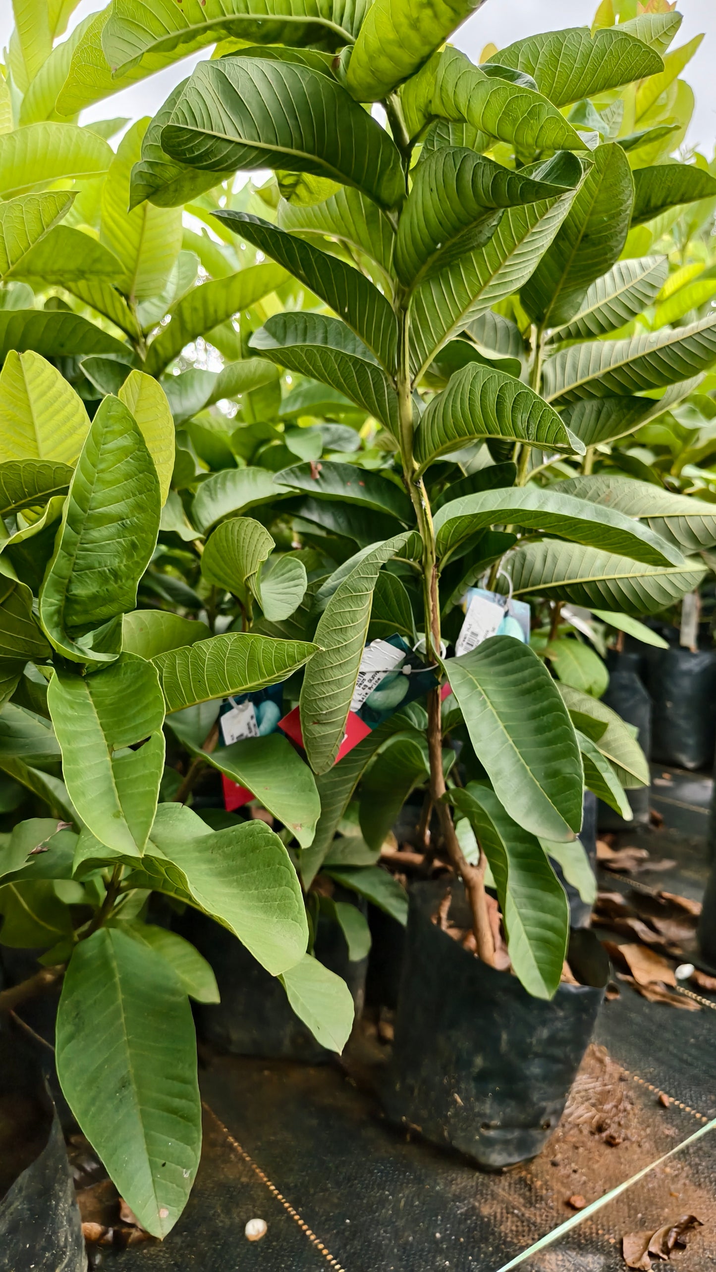 L 49 Guava Fruit Plant