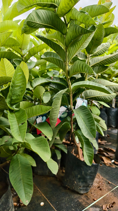 L 49 Guava Fruit Plant