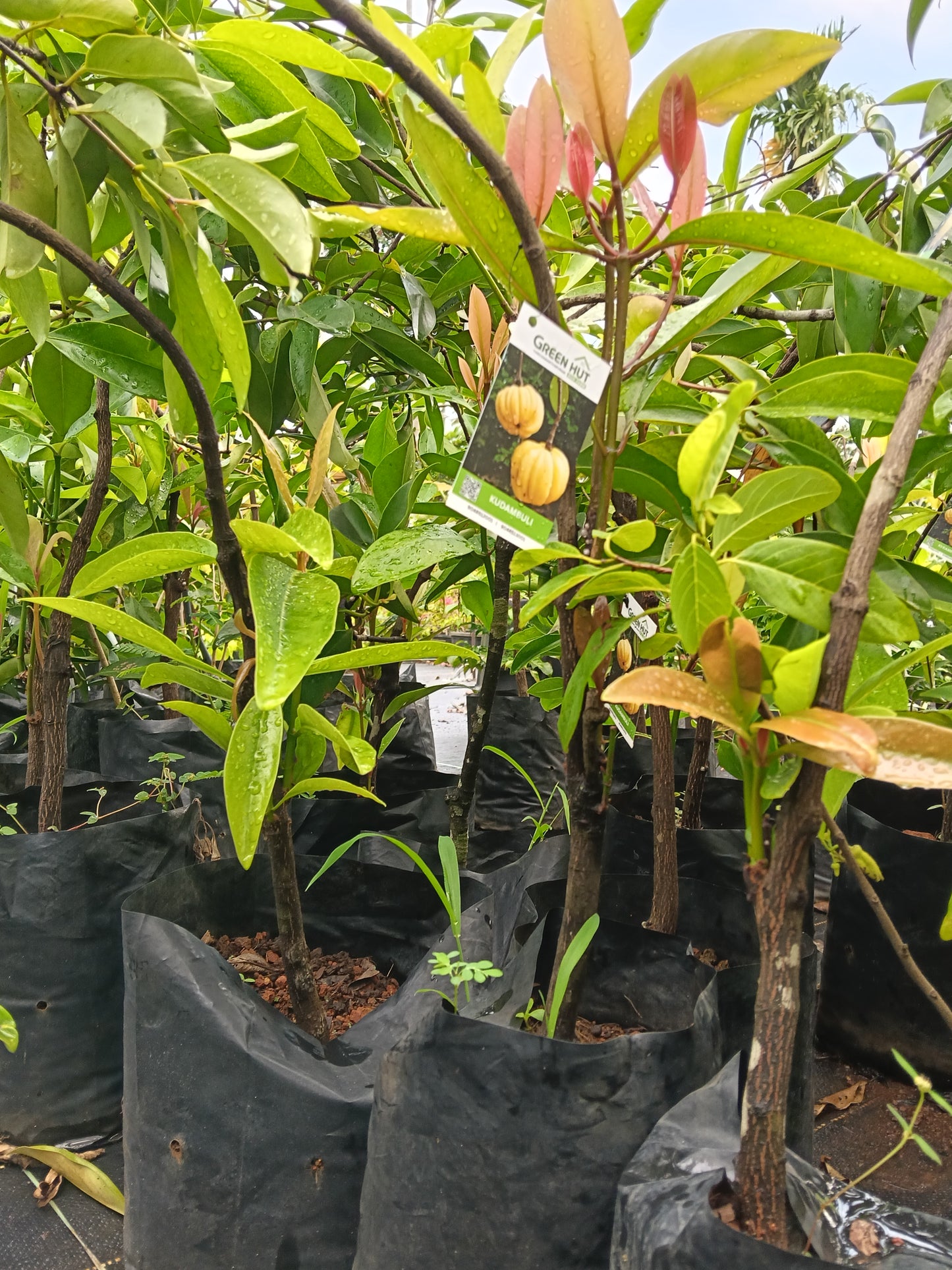 Kudambuli Fruit Plant