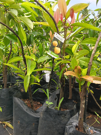 Kudambuli Fruit Plant