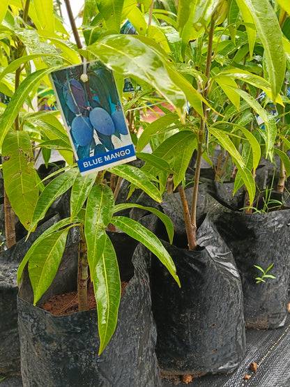 Blue Mango Grafted Fruit Plant