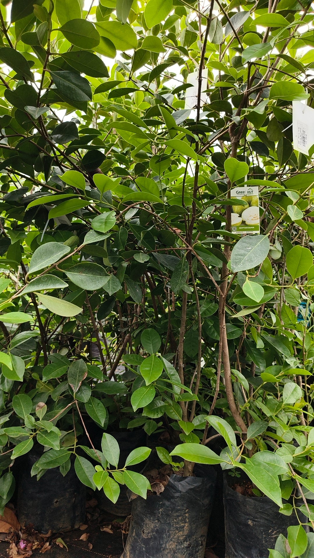 Egyptian Guava Fruit Plant