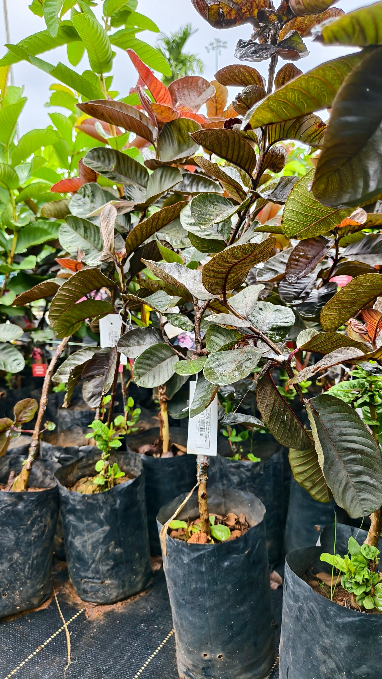 Black Diamond Guava Fruit Plant