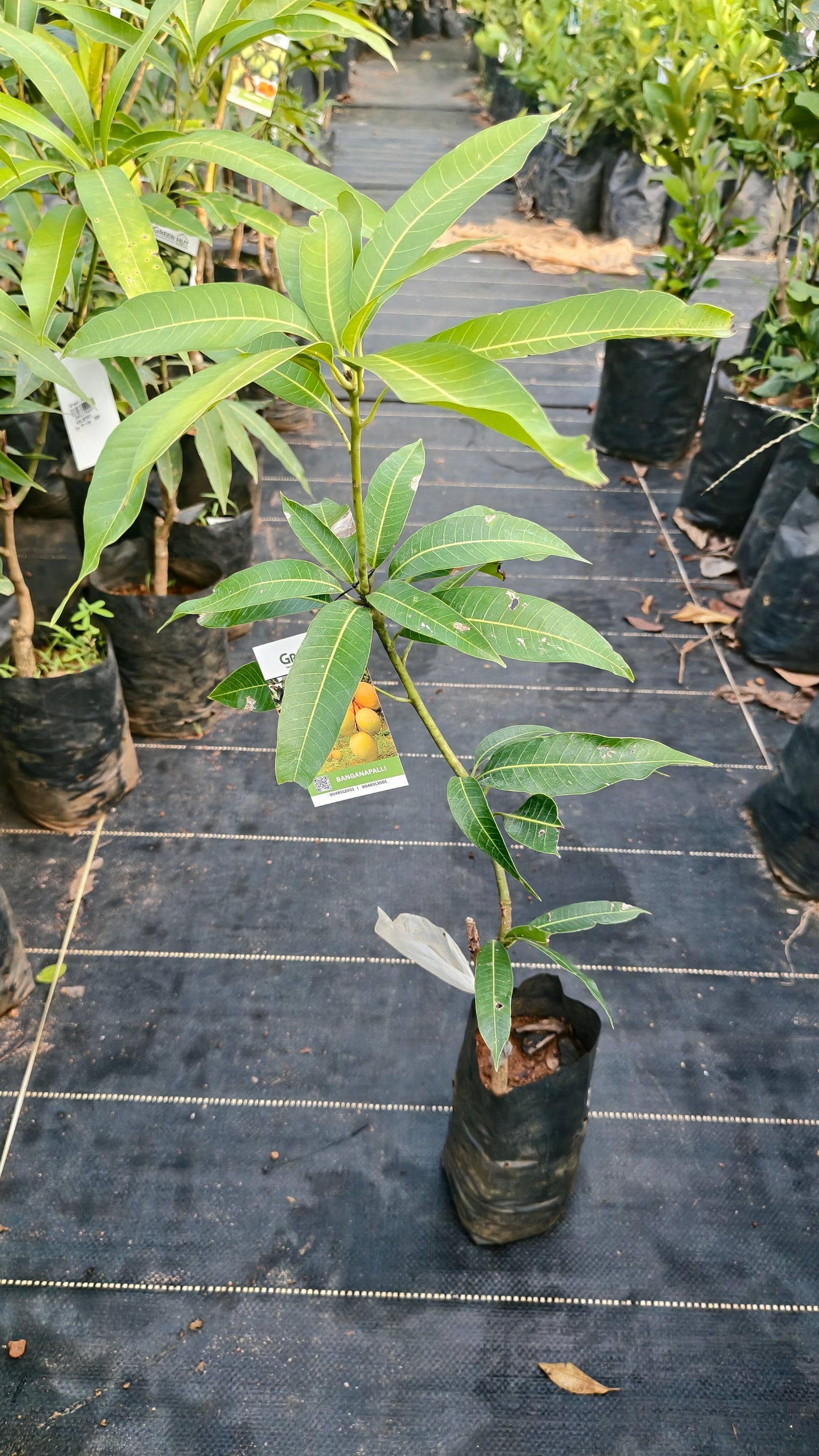 Banganapalli Mango Grafted Fruit Plant