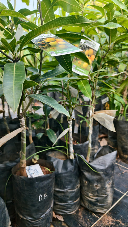 Banganapalli Mango Grafted Fruit Plant