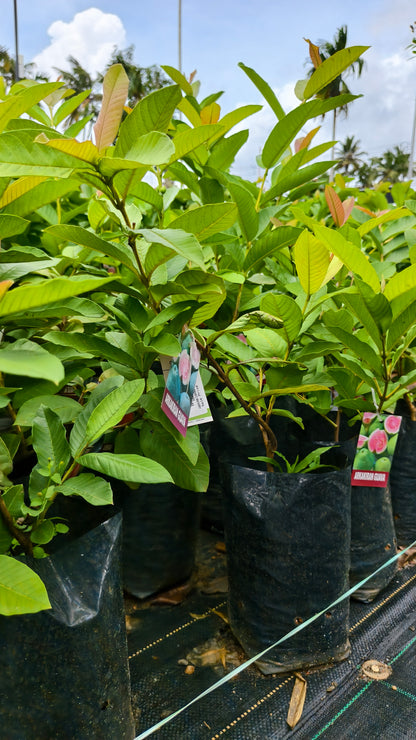 Arkakiran Guava Fruit Plant
