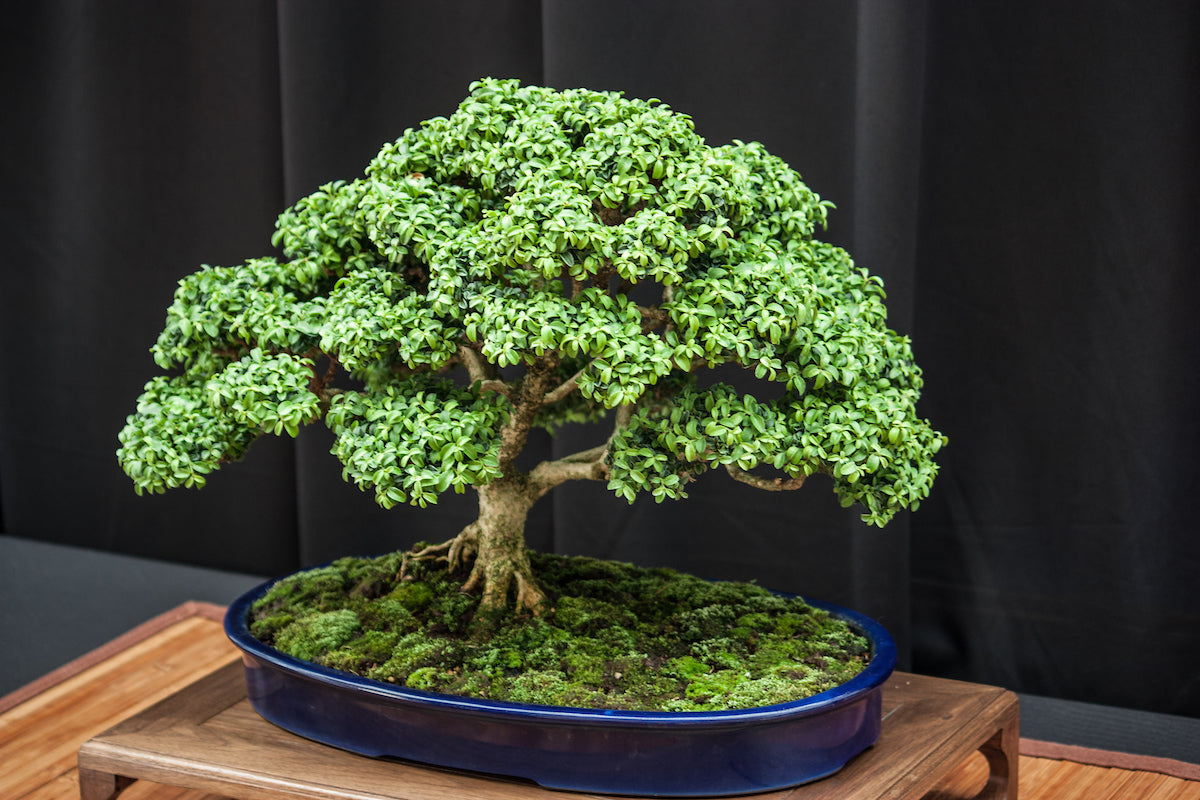 bonsai dummy 1