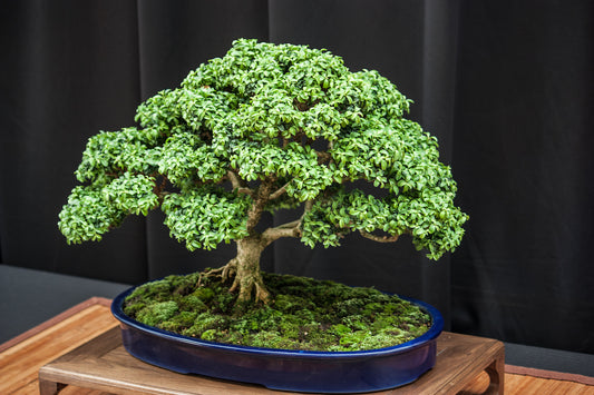 bonsai dummy 1