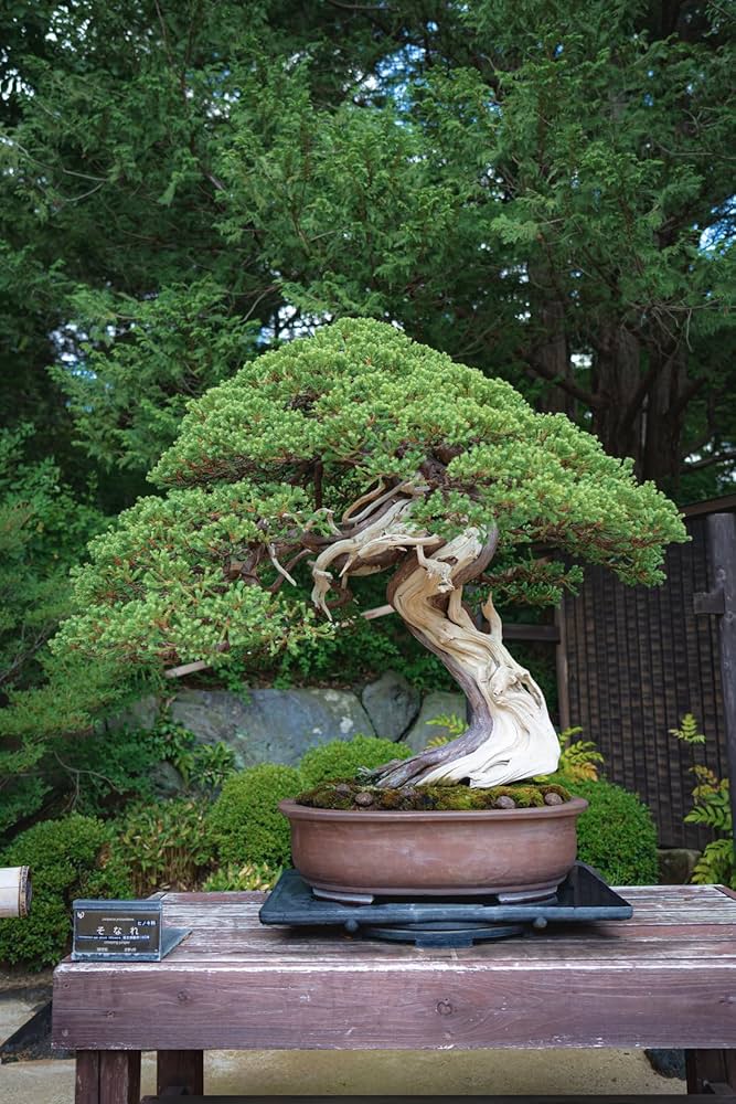 bonsai dummy 2