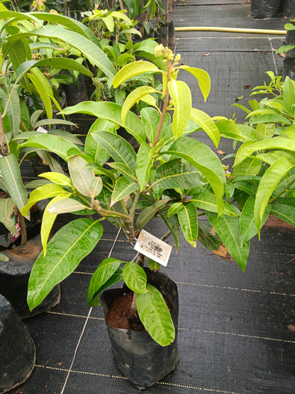 All Season Mango Grafted Fruit Plant