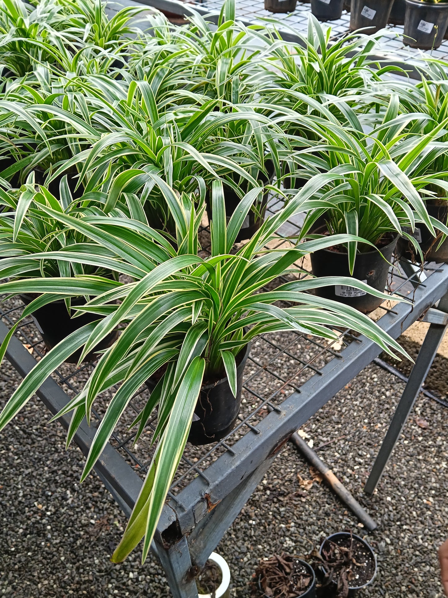 Variegated Spider Plant (Chlorophytum comosum) – Premium Air Purifying Indoor Plant