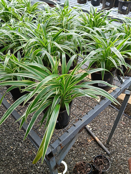 Variegated Spider Plant (Chlorophytum comosum) – Premium Air Purifying Indoor Plant