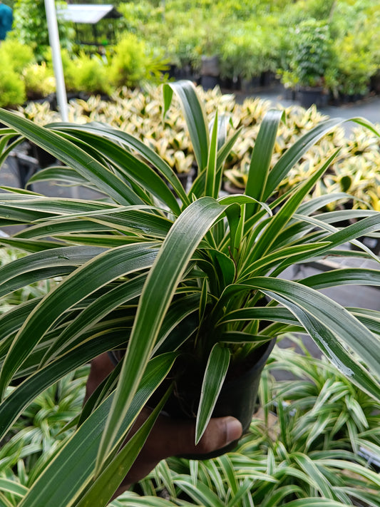 Variegated Spider Plant (Chlorophytum comosum) – Premium Air Purifying Indoor Plant