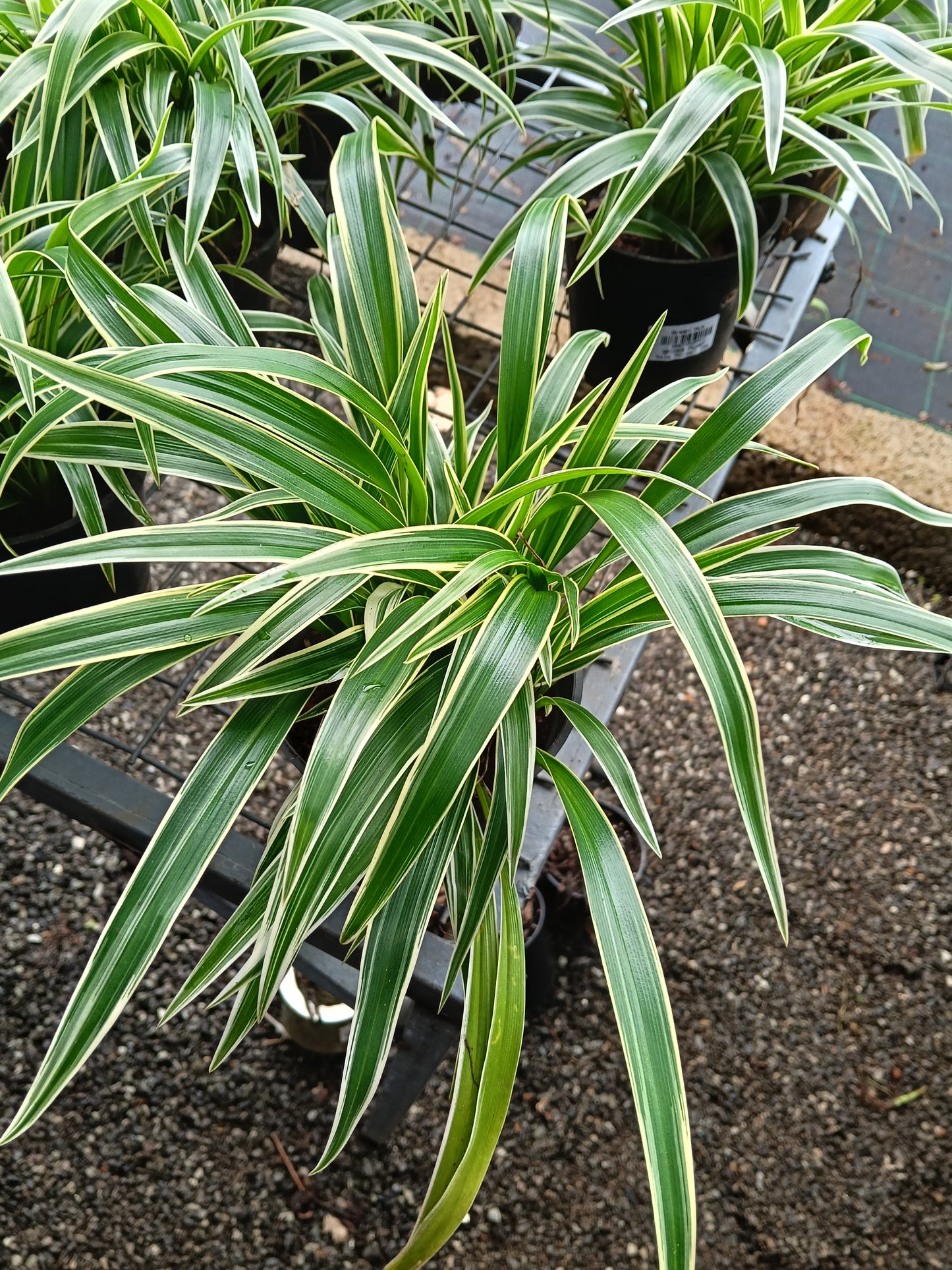Variegated Spider Plant (Chlorophytum comosum) – Premium Air Purifying Indoor Plant