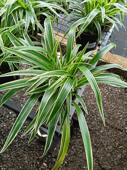 Variegated Spider Plant (Chlorophytum comosum) – Premium Air Purifying Indoor Plant