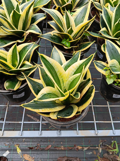 Golden Hahnii Snake Plant (Sansevieria Hahnii Variegata) – Premium Air Purifying Indoor Plant