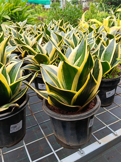Golden Hahnii Snake Plant (Sansevieria Hahnii Variegata) – Premium Air Purifying Indoor Plant
