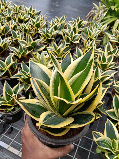 Golden Hahnii Snake Plant (Sansevieria Hahnii Variegata) – Premium Air Purifying Indoor Plant