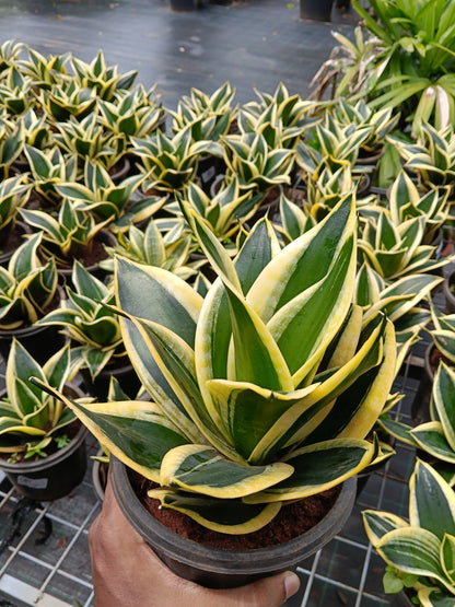 Golden Hahnii Snake Plant (Sansevieria Hahnii Variegata) – Premium Air Purifying Indoor Plant