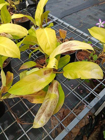 Philodendron Moonlight – Vibrant Neon Foliage Indoor Plant