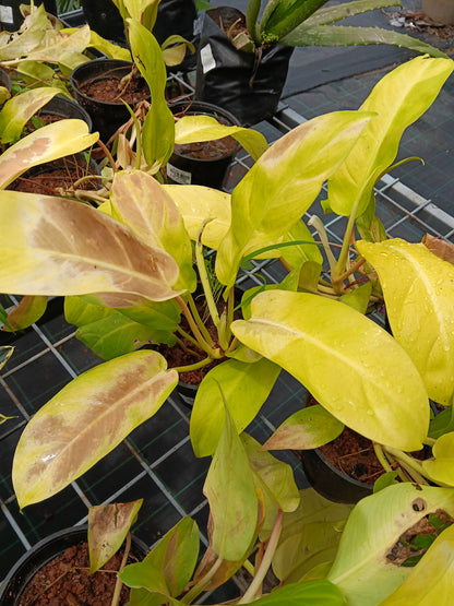 Philodendron Moonlight – Vibrant Neon Foliage Indoor Plant