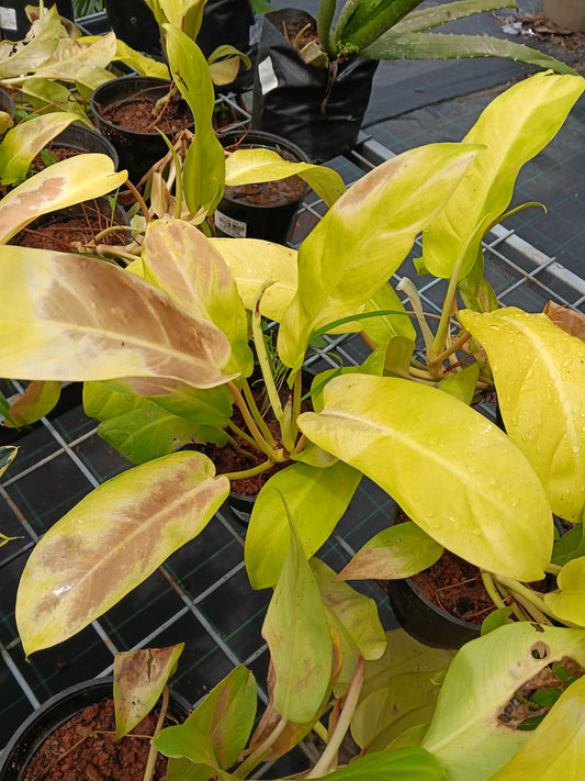 Philodendron Moonlight – Vibrant Neon Foliage Indoor Plant