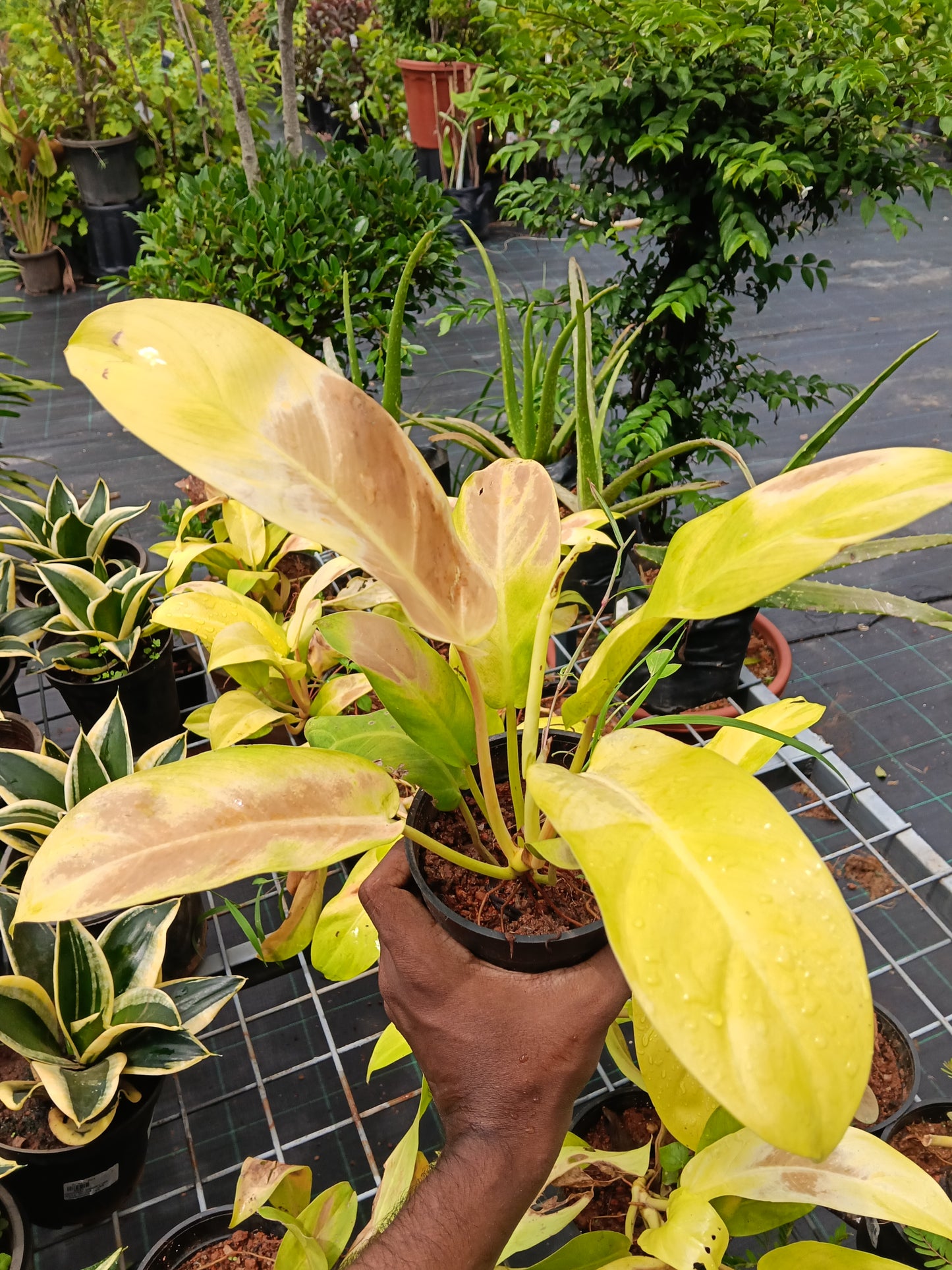 Philodendron Moonlight – Vibrant Neon Foliage Indoor Plant