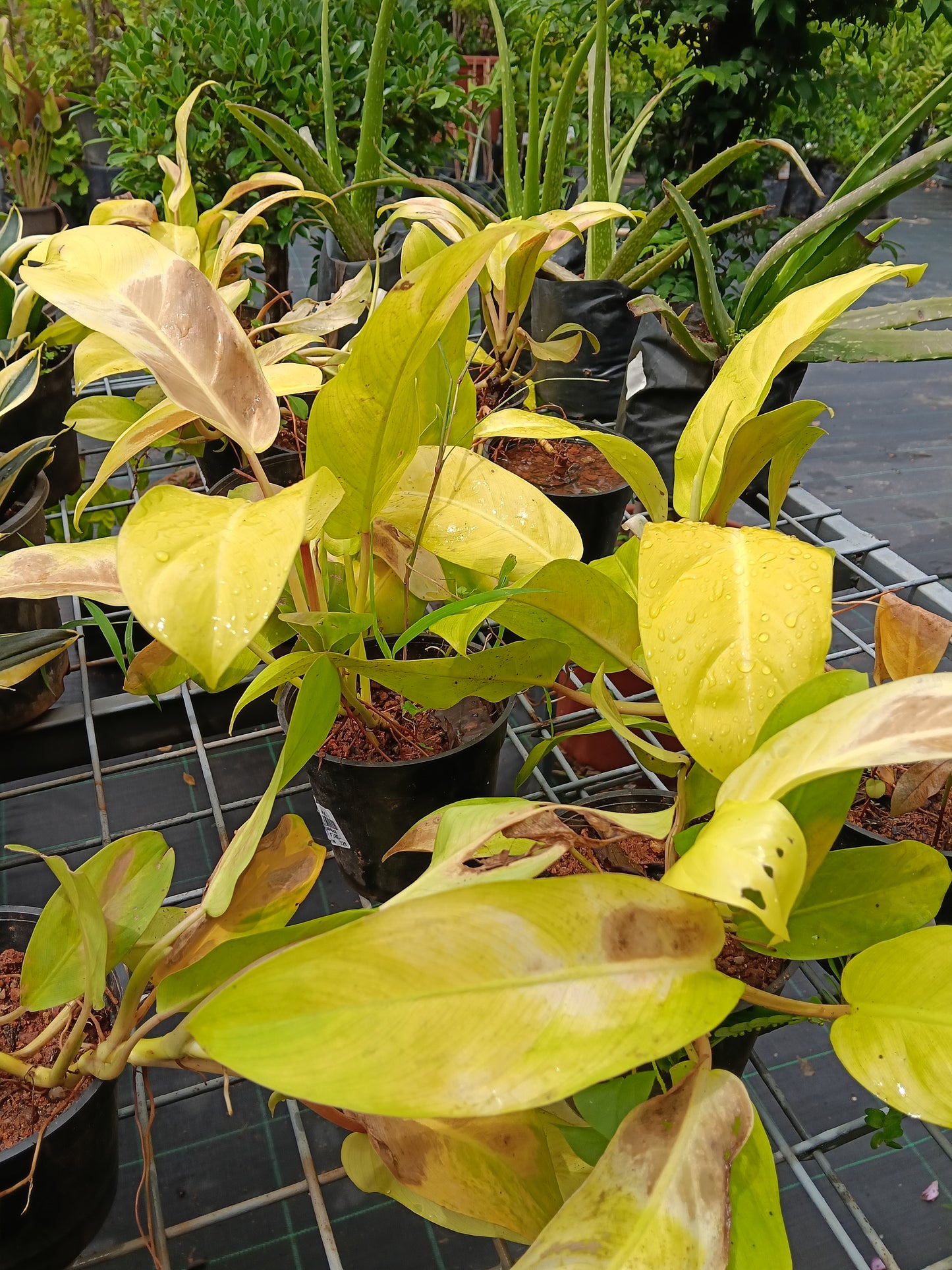 Philodendron Moonlight – Vibrant Neon Foliage Indoor Plant