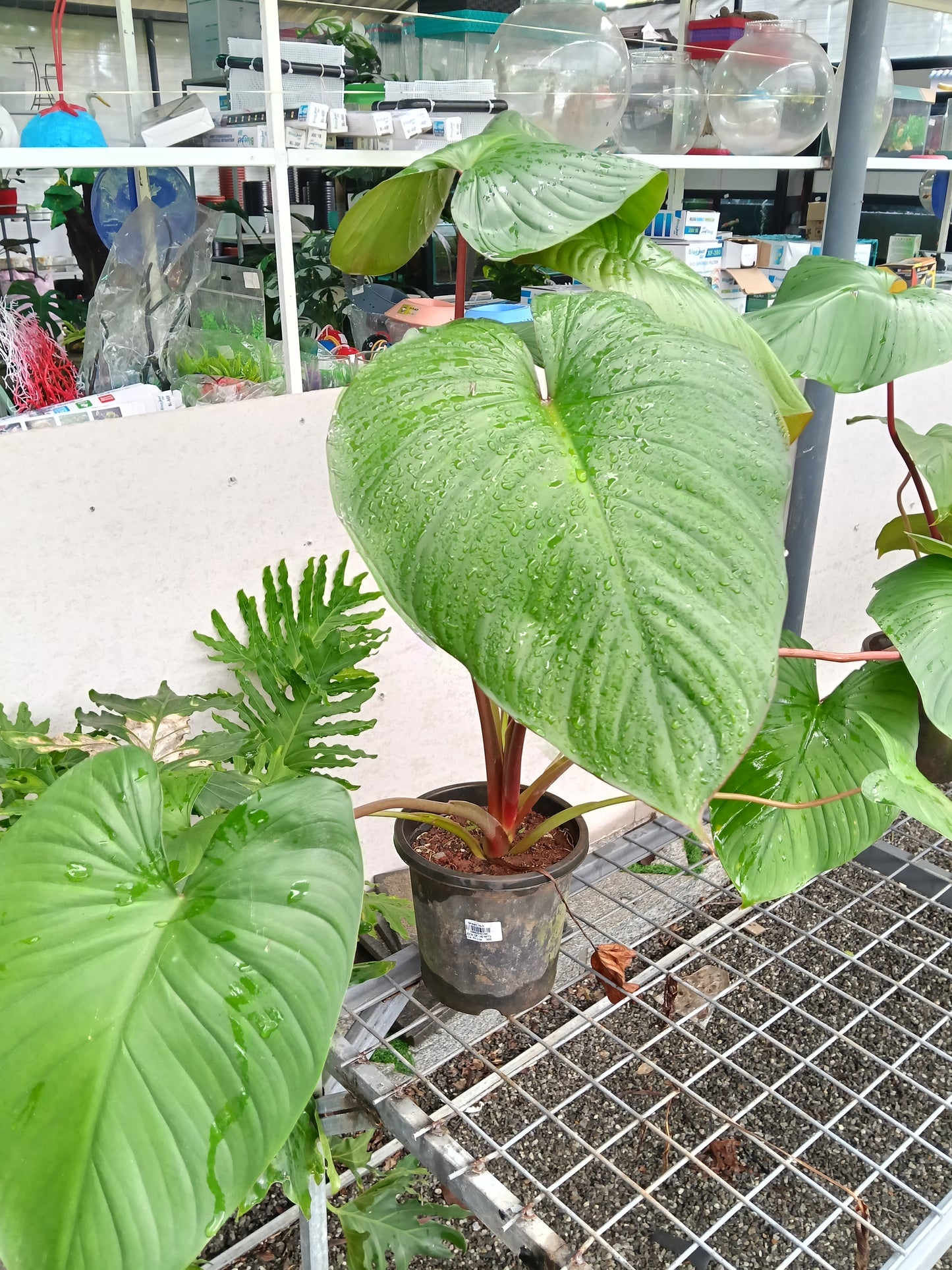 Philodendron Pastazanum – Giant Heart Leaf Tropical Foliage Plant