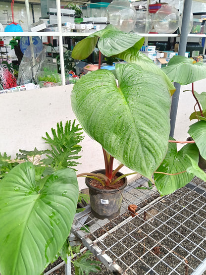 Philodendron Pastazanum – Giant Heart Leaf Tropical Foliage Plant
