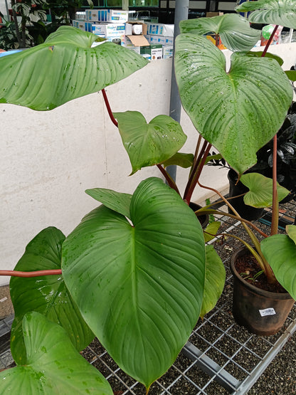 Philodendron Pastazanum – Giant Heart Leaf Tropical Foliage Plant