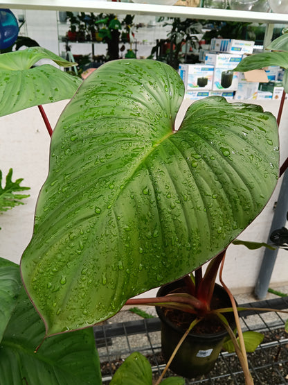 Philodendron Pastazanum – Giant Heart Leaf Tropical Foliage Plant