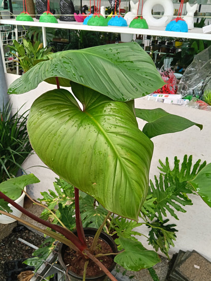 Philodendron Pastazanum – Giant Heart Leaf Tropical Foliage Plant