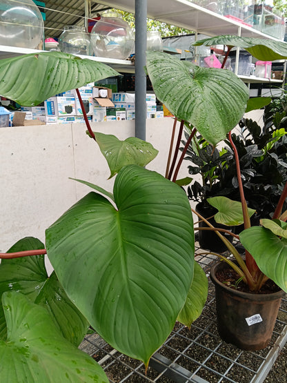 Philodendron Pastazanum – Giant Heart Leaf Tropical Foliage Plant