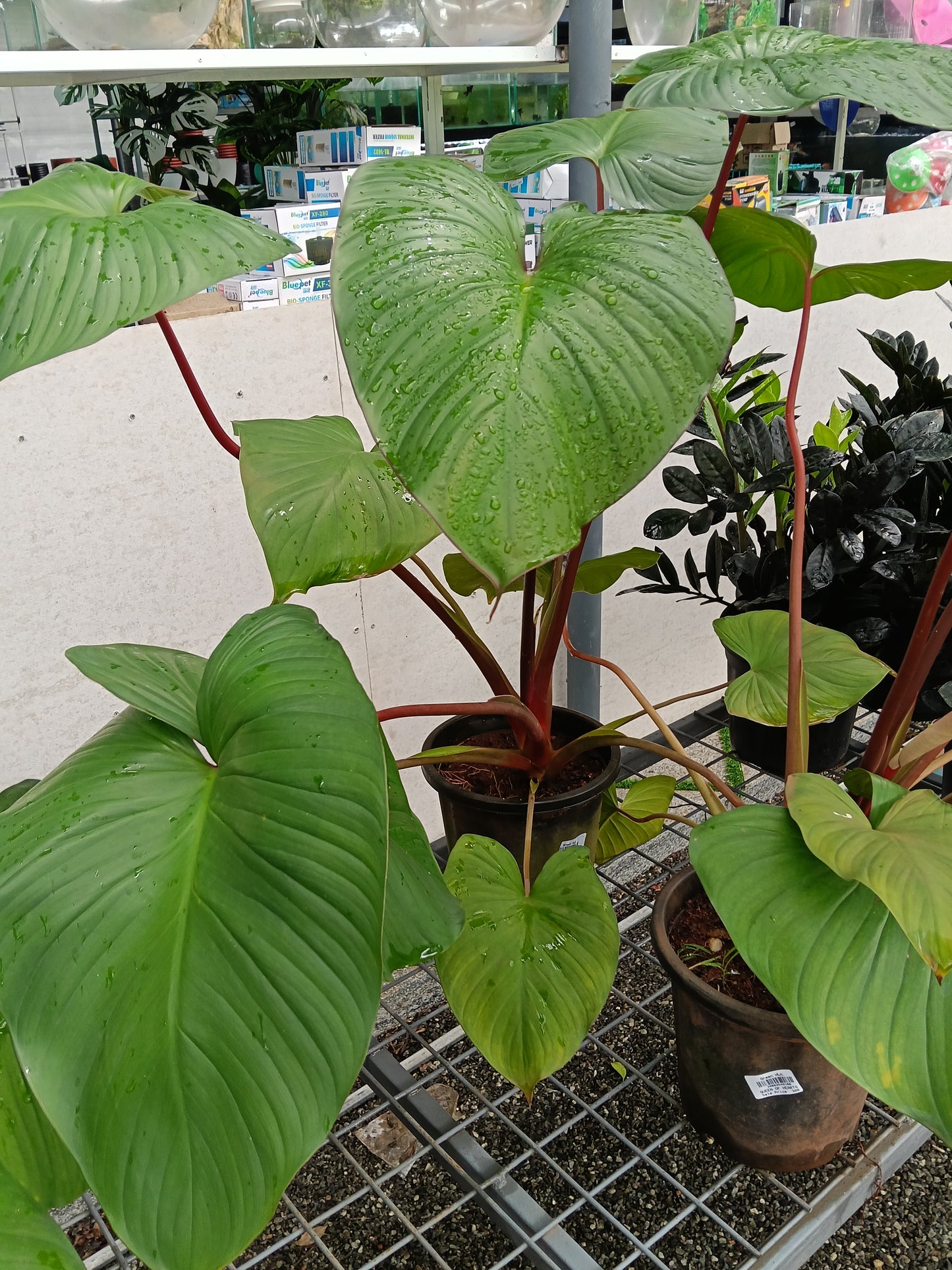 Philodendron Pastazanum – Giant Heart Leaf Tropical Foliage Plant
