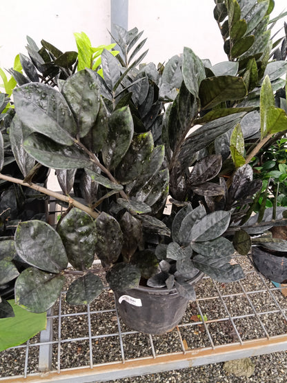 Raven ZZ Plant (Zamioculcas zamiifolia 'Raven') – Rare Black Foliage Indoor Plant