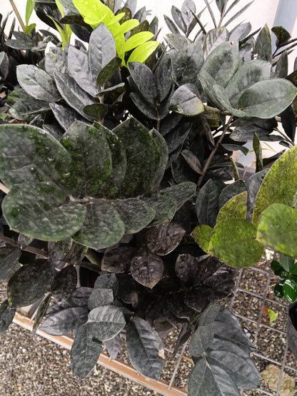 Raven ZZ Plant (Zamioculcas zamiifolia 'Raven') – Rare Black Foliage Indoor Plant